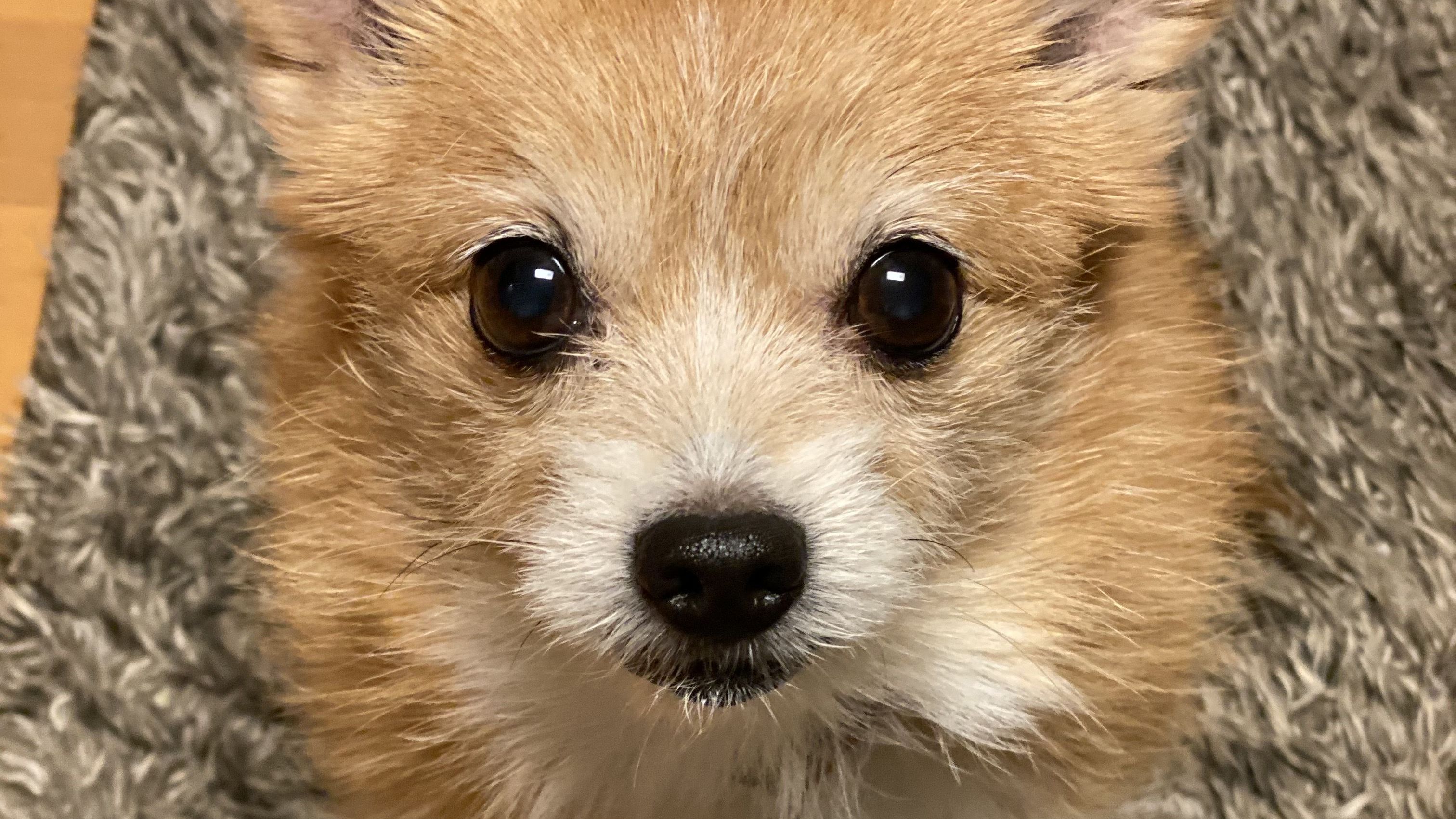 アナタリューの小麦ちゃん