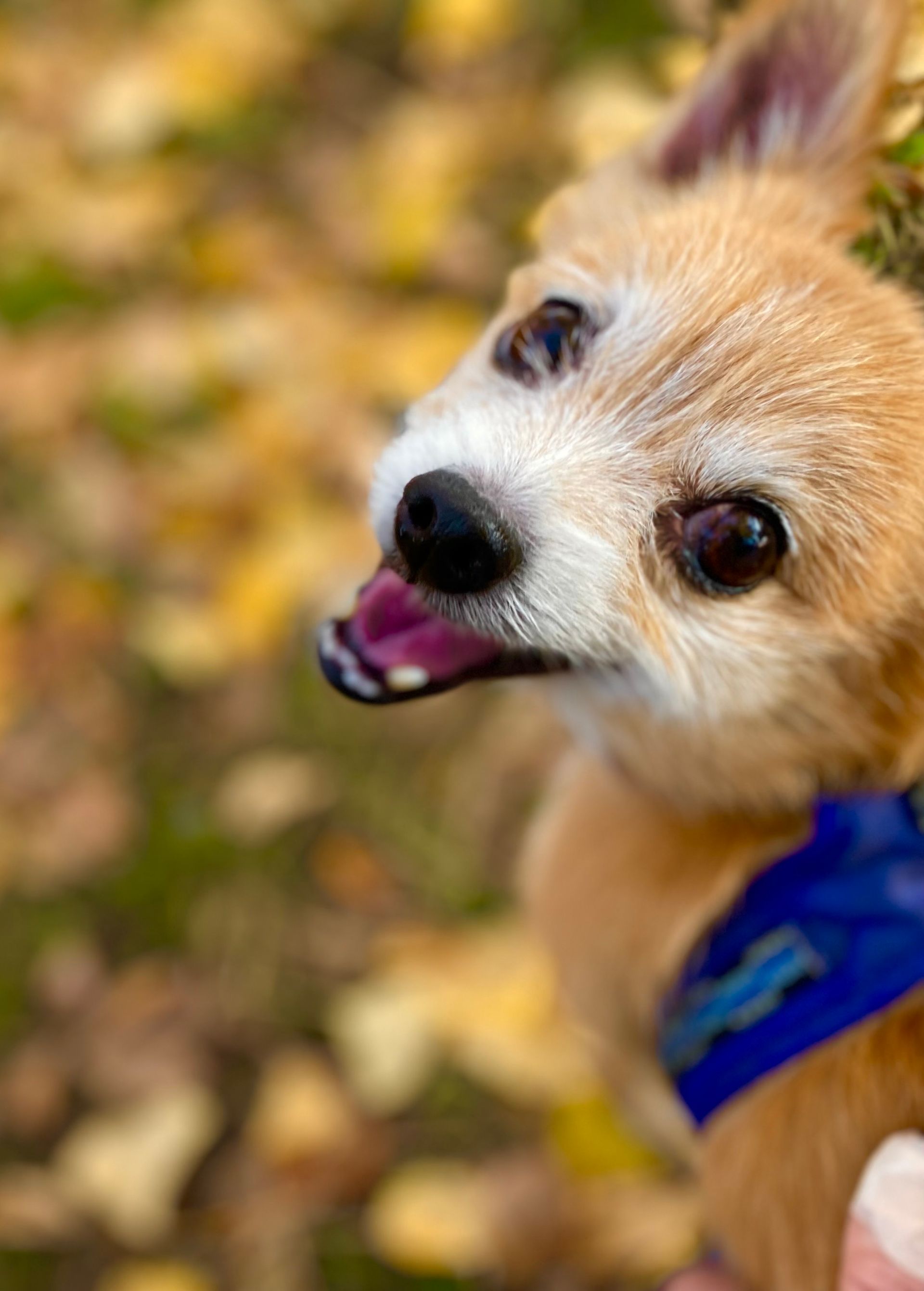 90ce486a-9411-4db3-b1f4-302e35aa14e0