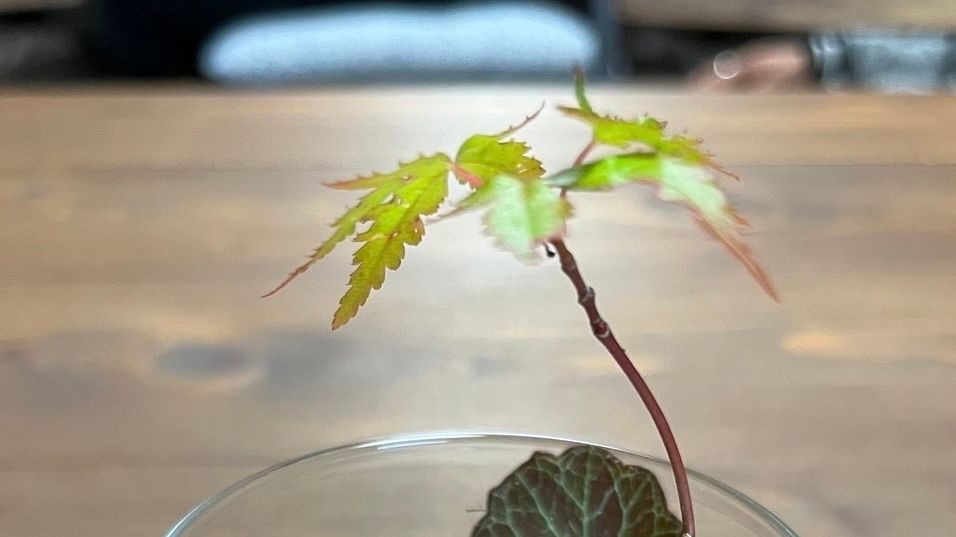 苔テラリウムワークショップ開催