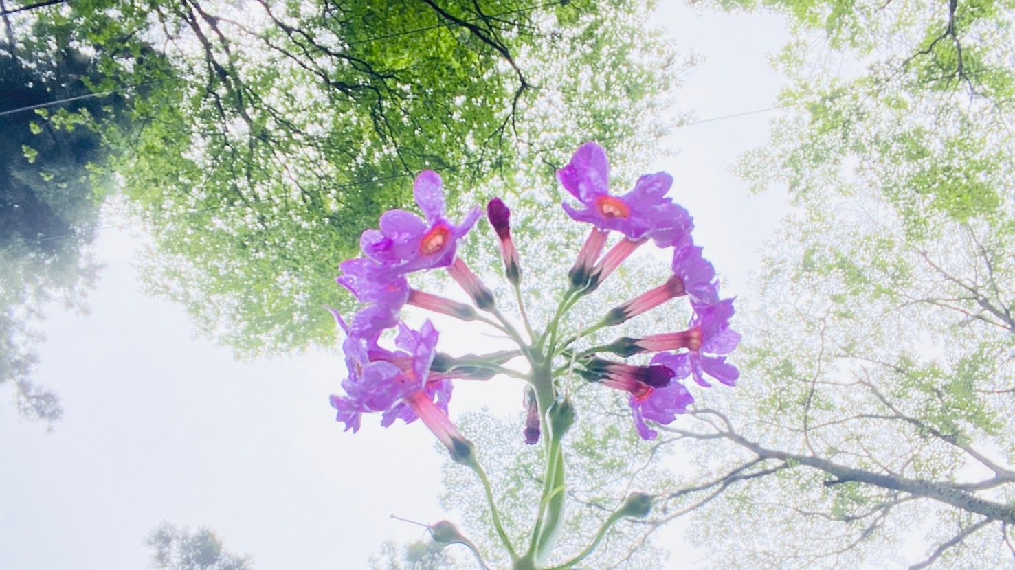 クリンソウが見頃です